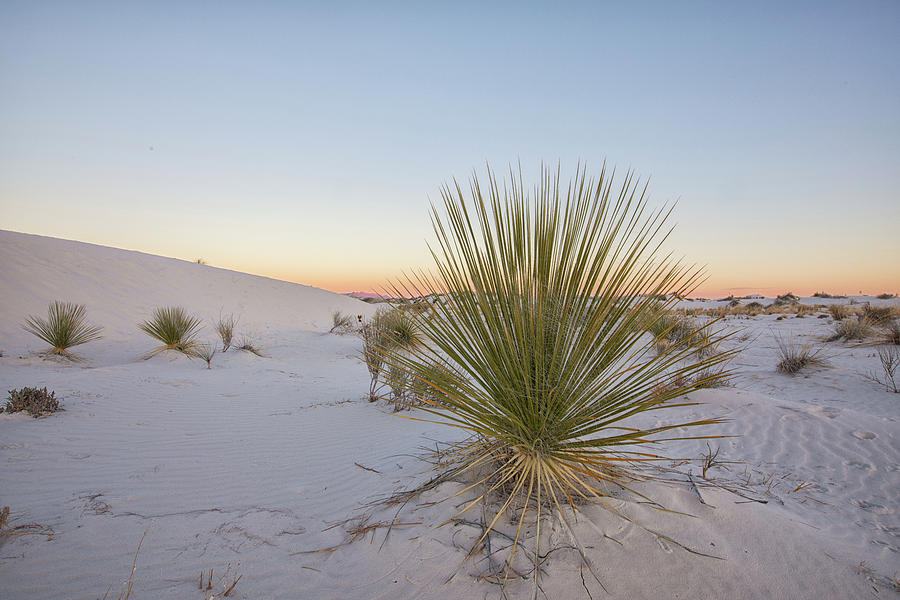 White Sands Yucca Photograph by Thomas Elsnab - Fine Art America