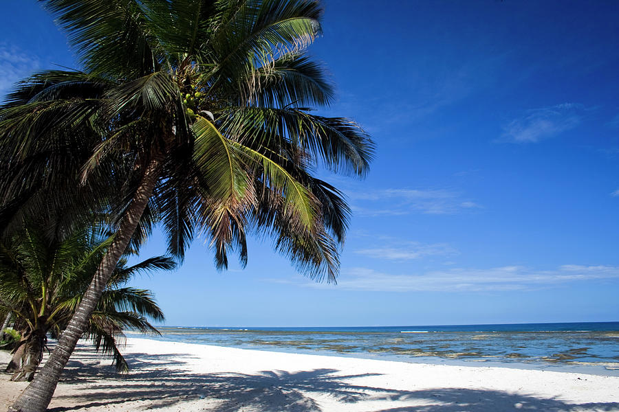 White Sandy Beach Lined With Palm Trees Photograph by Wldavies