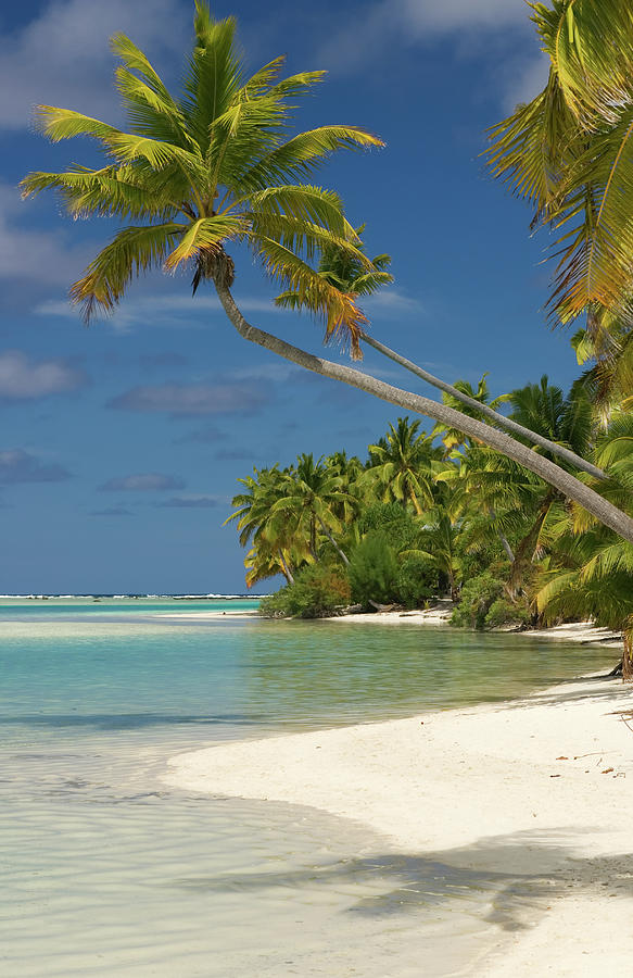 White Sandy Beach With Palm Trees In Photograph by Elmvilla