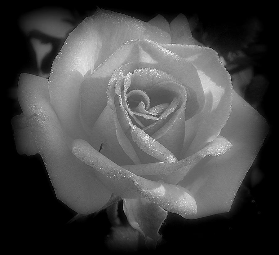 Flowers Still Life Photograph - White satin in black and white by Karen Cook