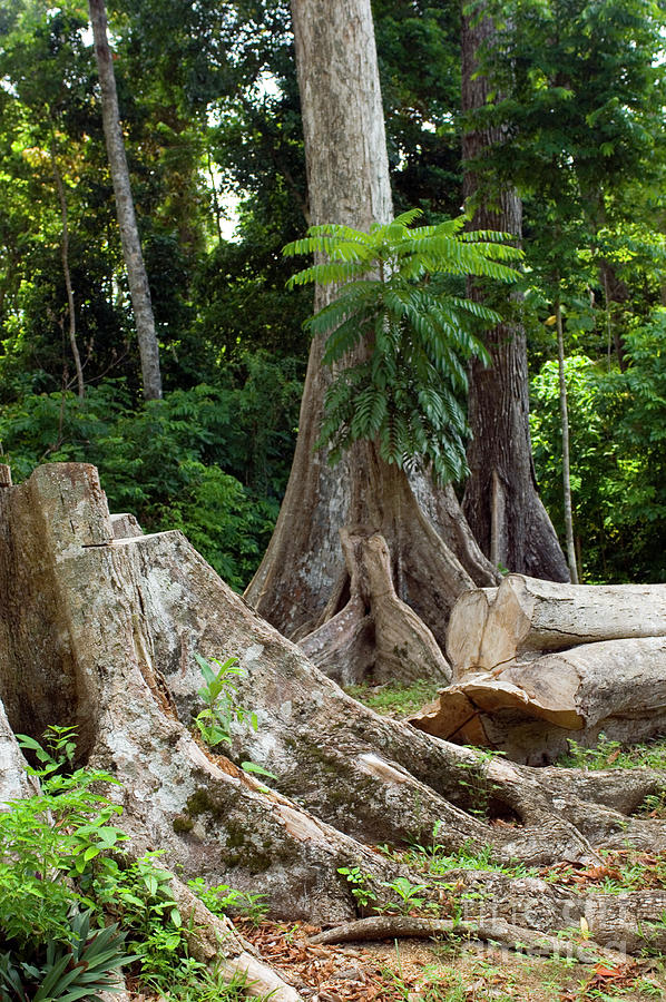 White Seraya Tree Logging Photograph by Scubazoo/science Photo Library ...