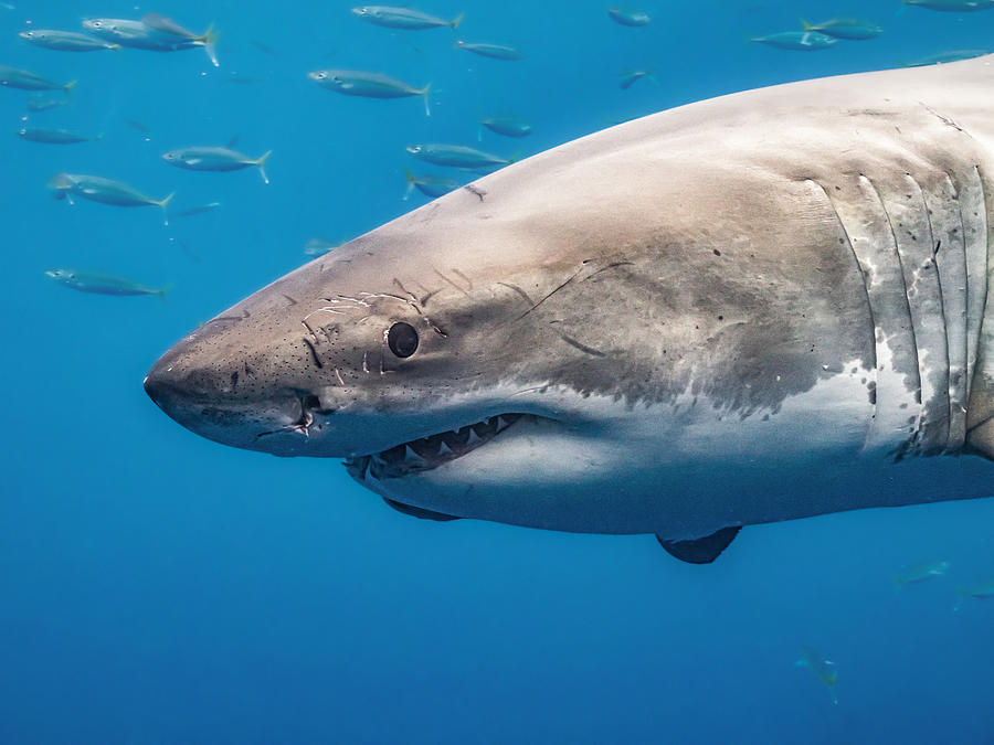 White Shark Portrait Photograph by Serge Melesan