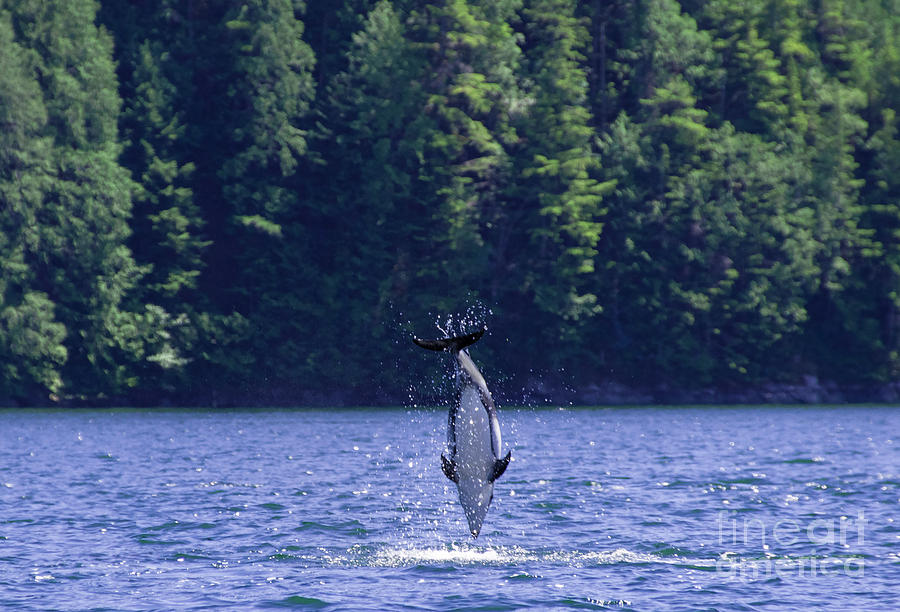 White Sided Dolphin Jump 2 Photograph by Louise Magno