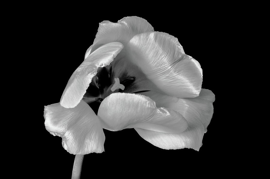 Summer Photograph - White silk and black velvet by Larisa Fedotova