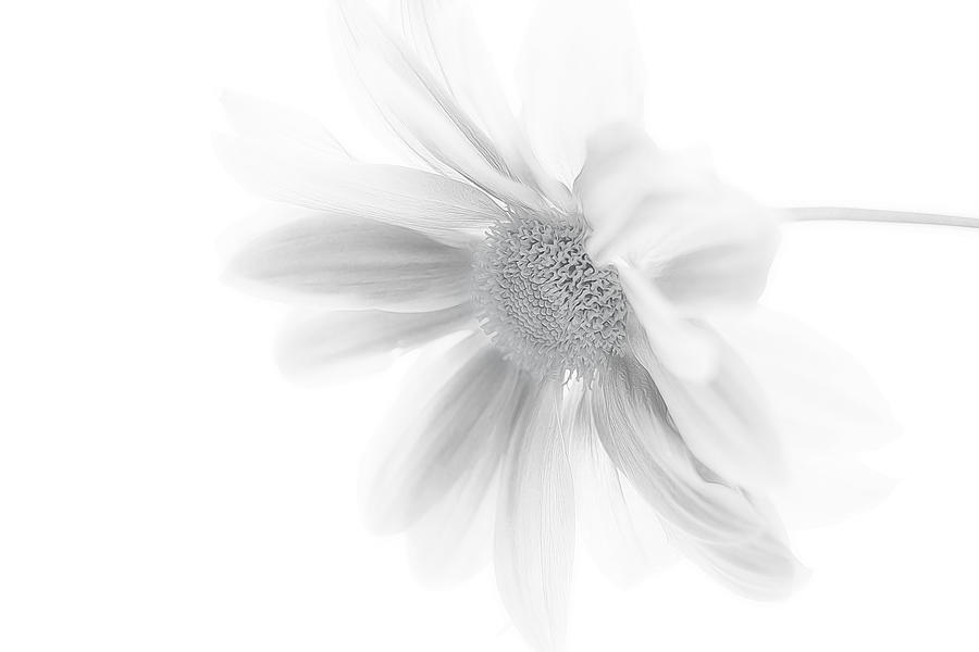 Flower Photograph - White Softness by Martin Kucera