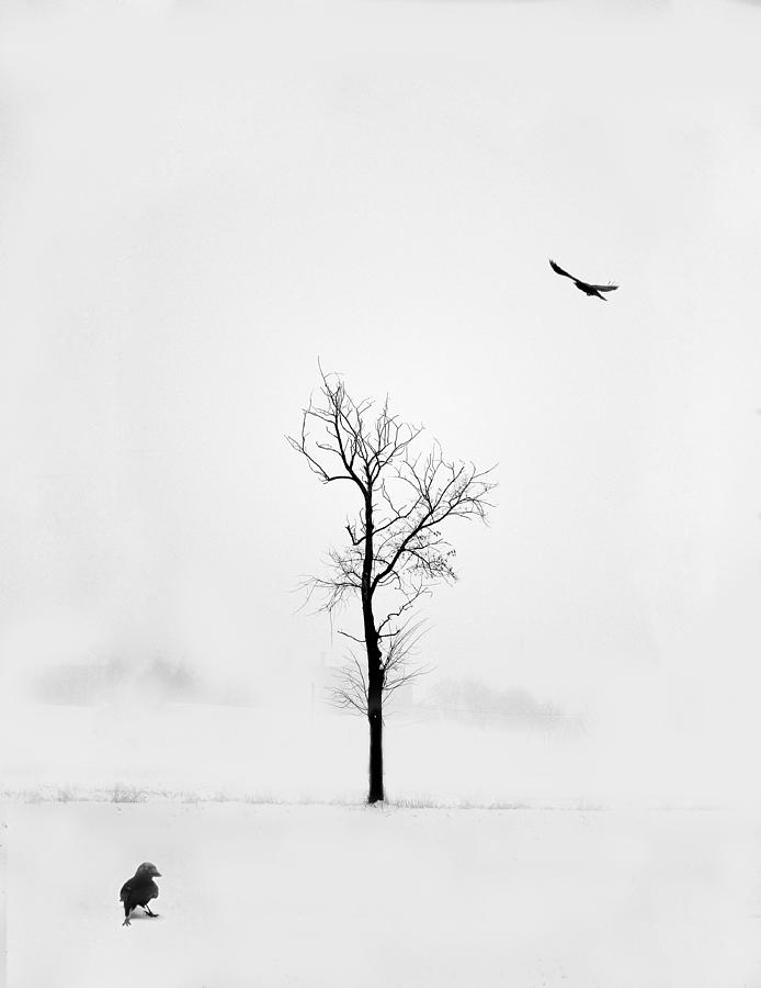 White Solitude Photograph by Andrea Auf Dem Brinke