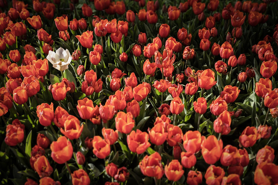 Tulip Photograph - White Solo by Linda Wride