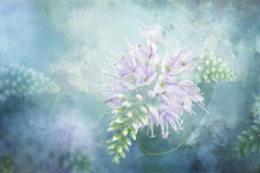 White Sparkle Flower Digital Art by Terry Davis