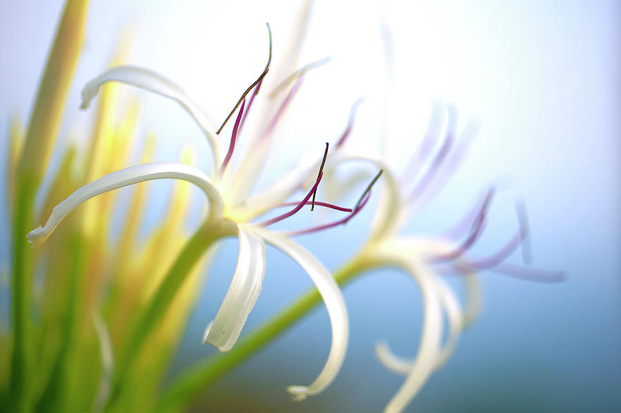 White Spider Lily Hymenocallis, Macro Photograph by Pete Walentin
