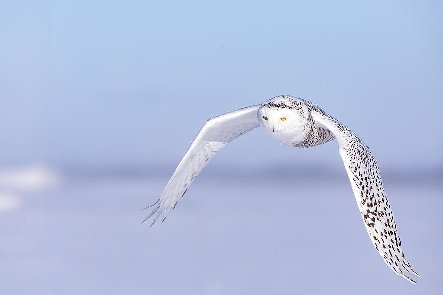 White Spirit Photograph by Alessandro Catta - Fine Art America