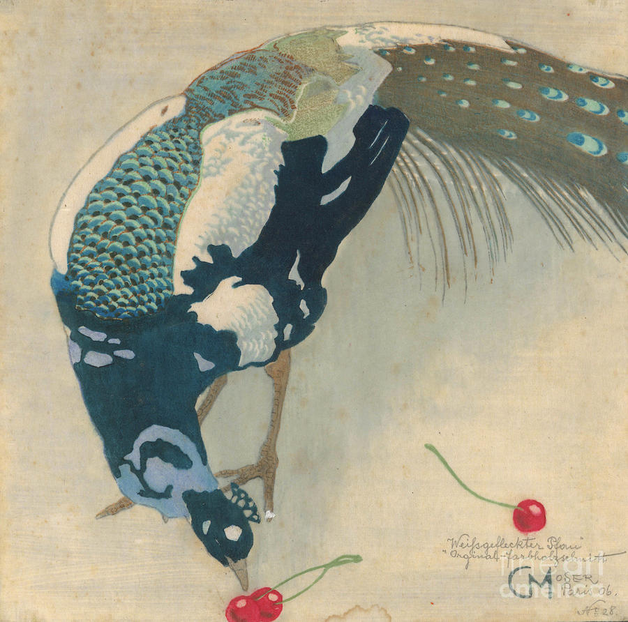 White-spotted Peacock Drawing by Heritage Images