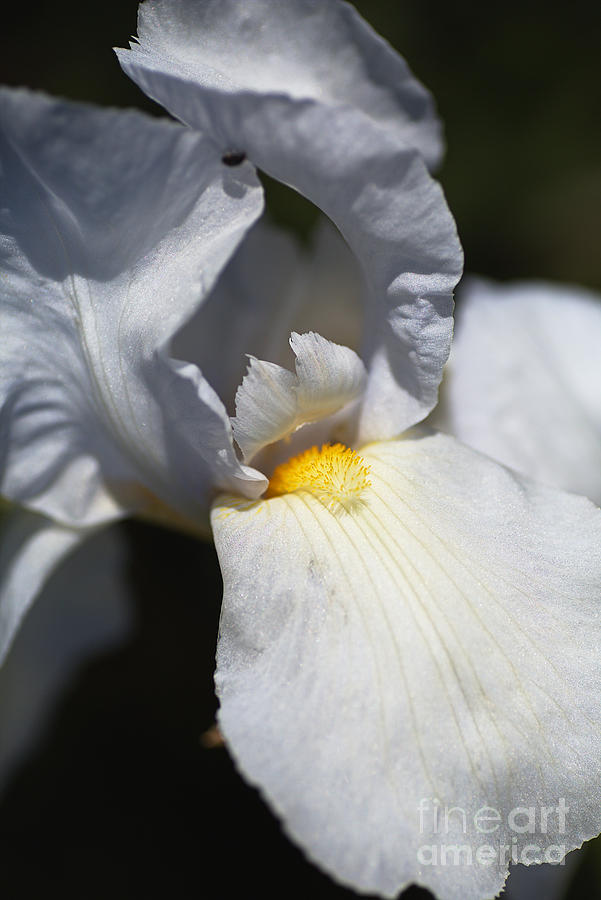 White Spring Iris Photograph by Joy Watson