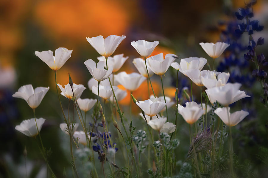 White Spring Poppies  Photograph by Saija Lehtonen