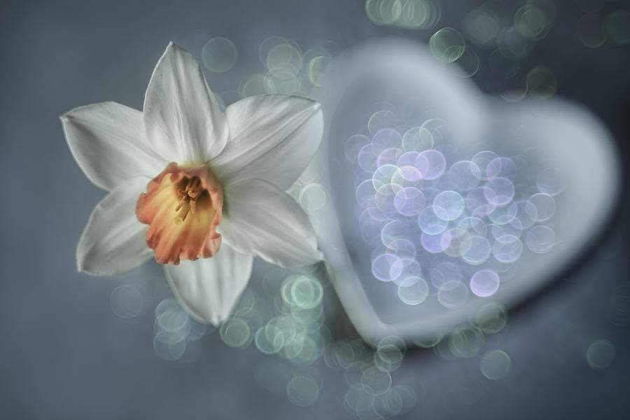 White Spring Photograph by Shihya Kowatari