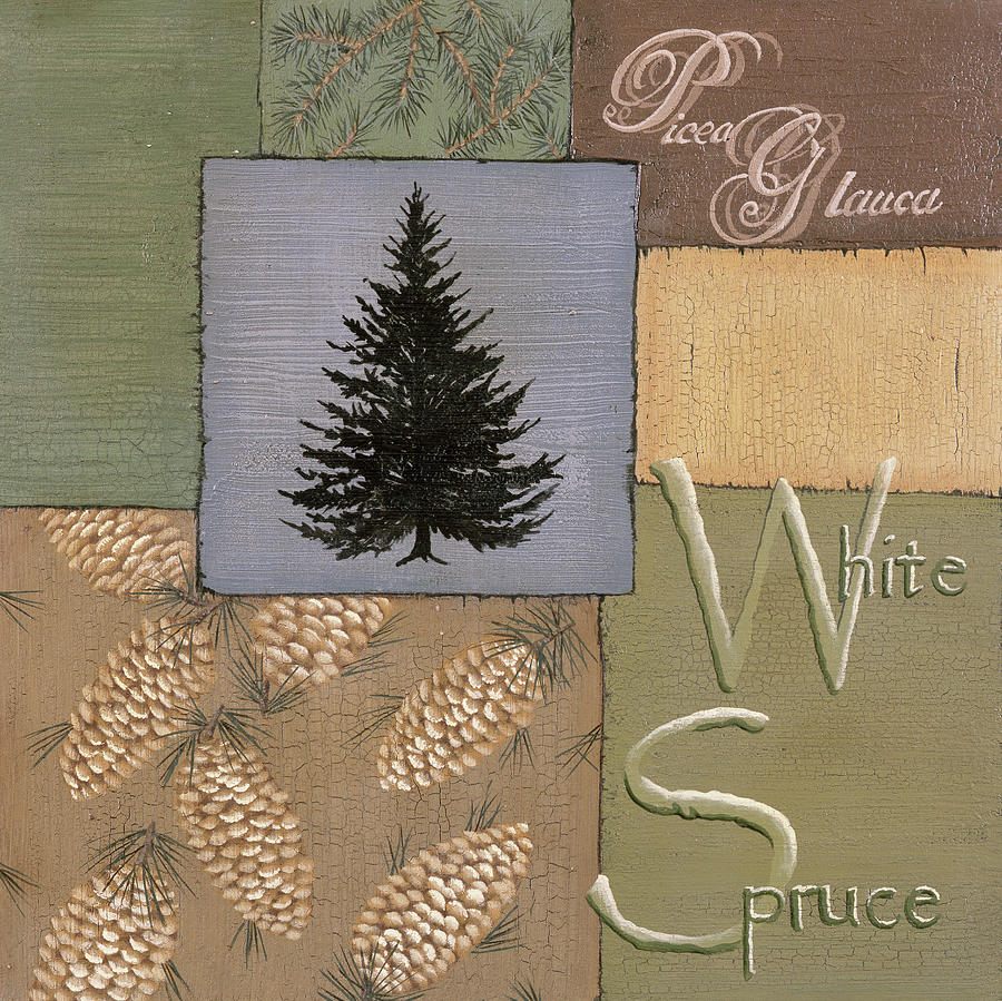 White Spruce Painting by Susan Clickner