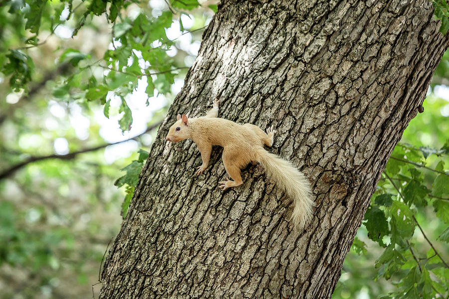 White Squirrel Photograph by David Wagenblatt