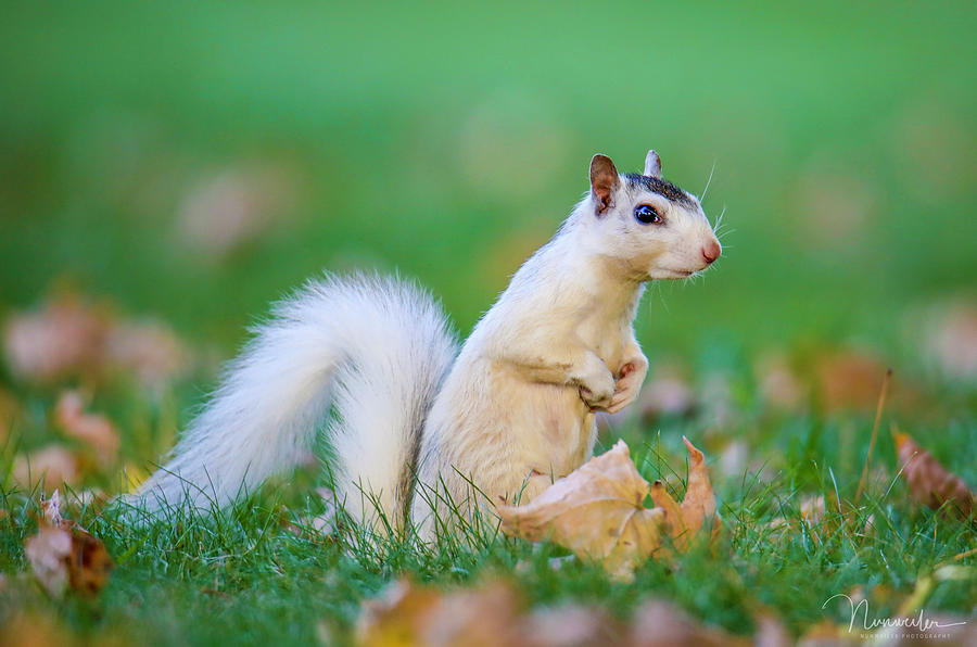 White Squirrel Photograph by Nunweiler Photography