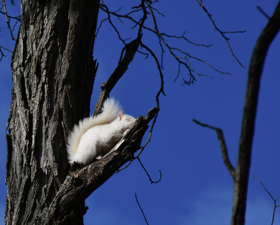 Wildlife Photograph - White Squirrel sleeping by Randall Branham