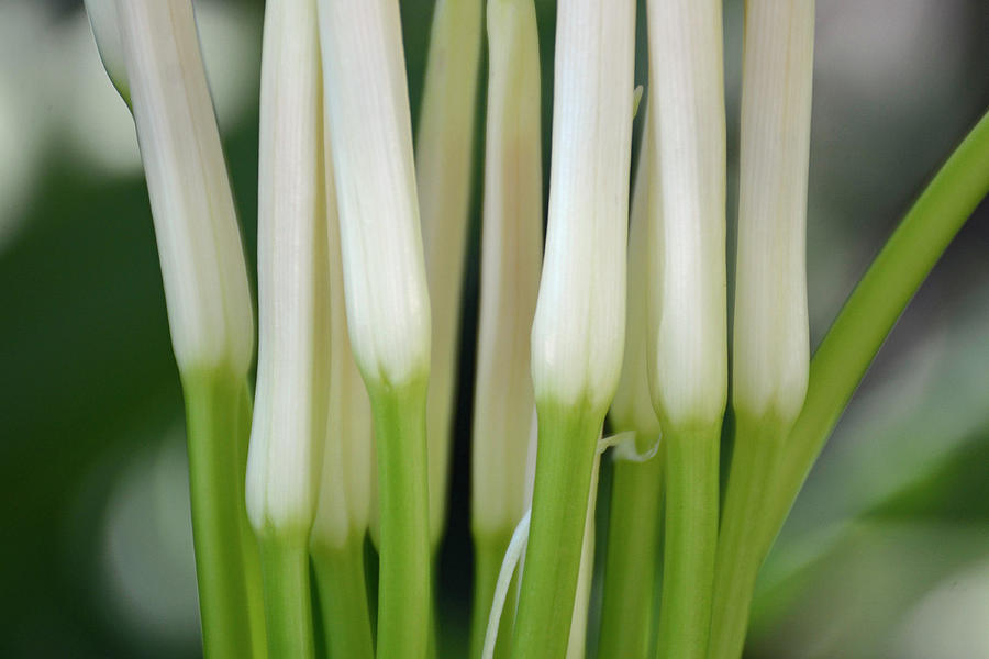 White Stalks Photograph by Bruce Gourley