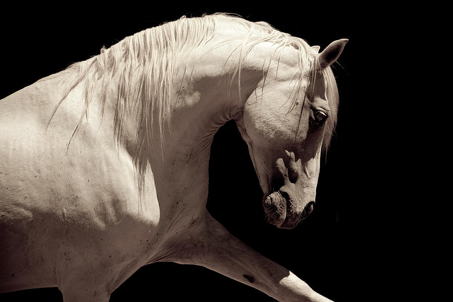 White Stallion Horse Andalusian Photograph by 66north