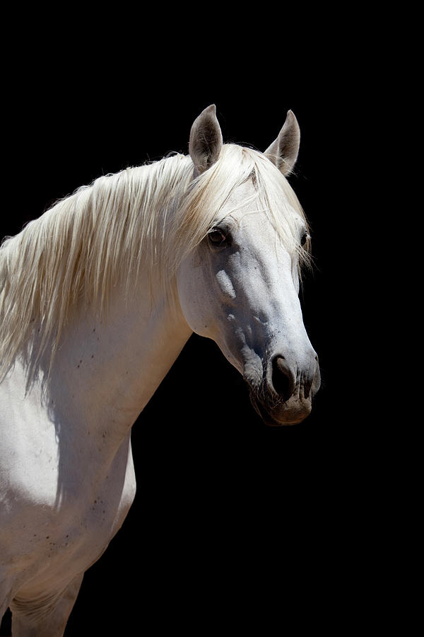 White Stallion Horse Andalusian Color Photograph by 66north