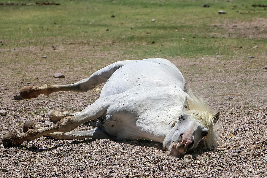 White Stallion Rolling on Sand Photograph by Dawn Richards