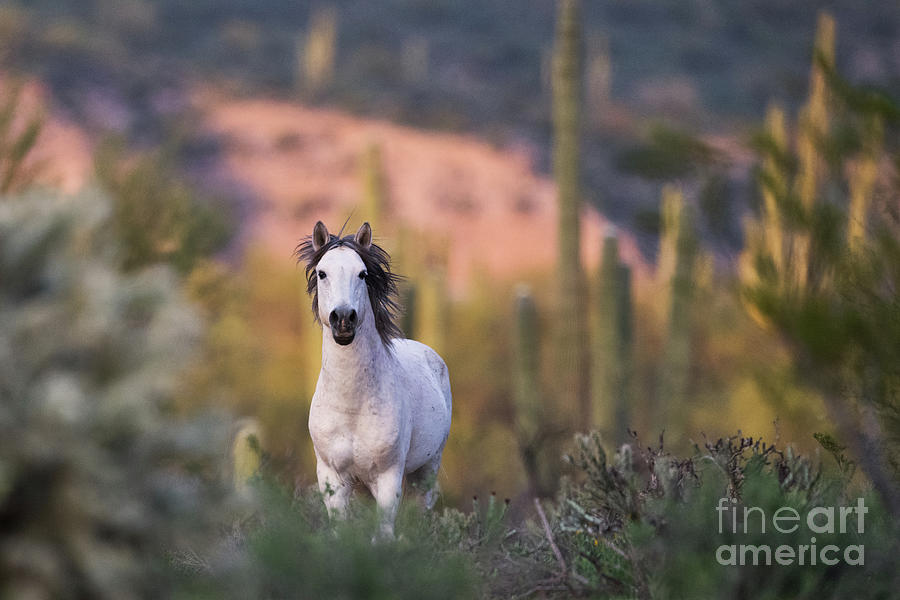 White Stallion Photograph by Shannon Hastings