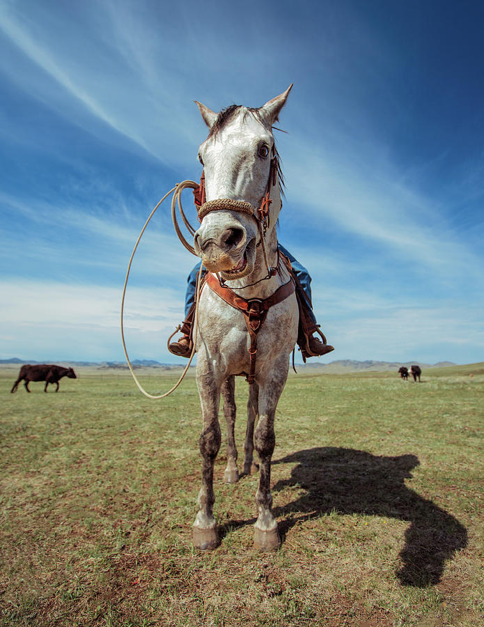 White Stallion Photograph by Todd Klassy