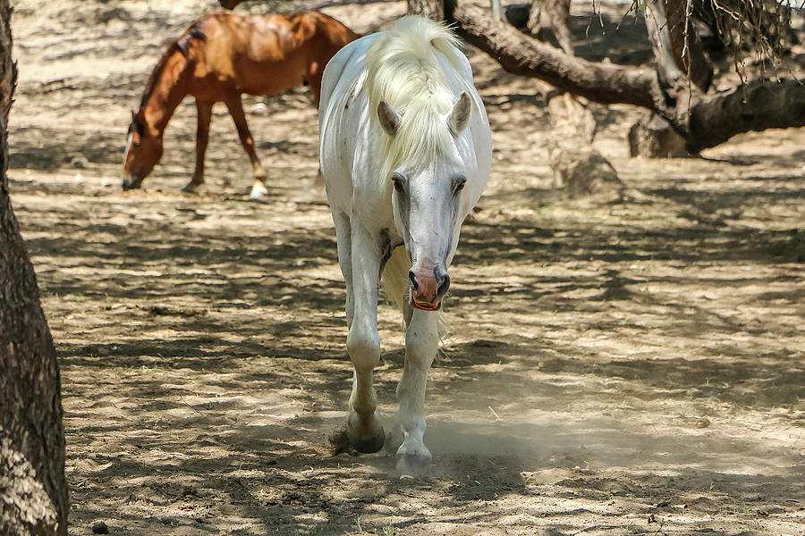 White Stallion Walking Photograph by Dawn Richards