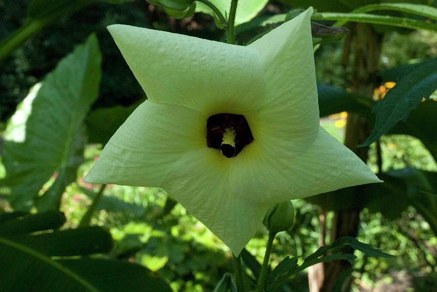 White Star Hibiscus Photograph by Ee Photography