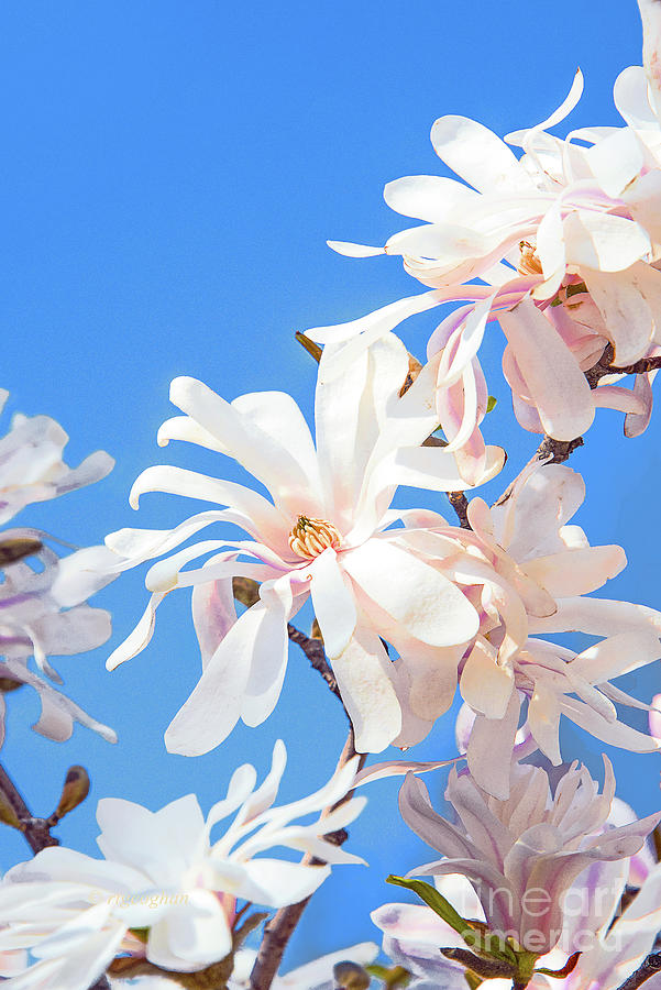 White Star Magnolia Blossoms Photograph by Regina Geoghan