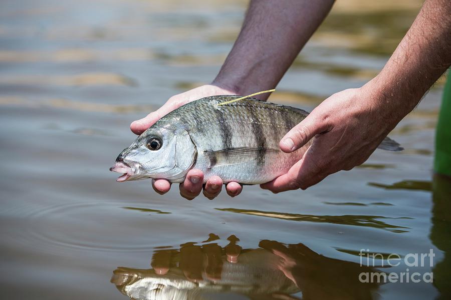 White Steenbras Research Photograph by Science Photo Library White Steenbras Research Photograph by Science Photo Library