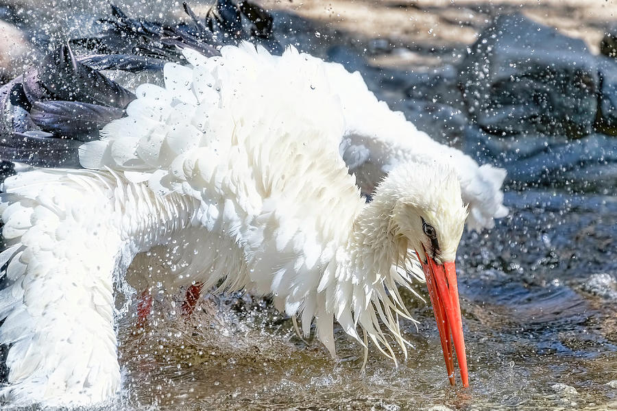 White Stork Fishing Photograph by Nadia Sanowar