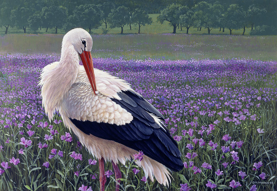 White Stork Painting - White Stork by Harro Maass