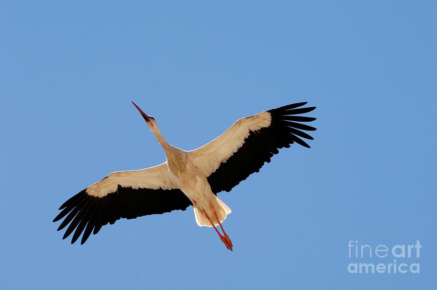 White Stork In Flight by Chris Hellier/science Photo Library