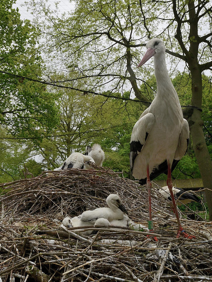 White Stork Nest At Captive Breeding Colony Oxfordshire Uk Photograph By Nick Upton Naturepl