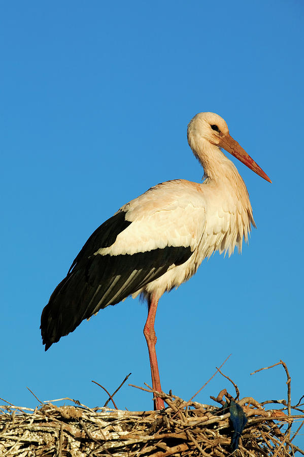 White Stork On Nest Ciconia Ciconia Photograph by Nhpa