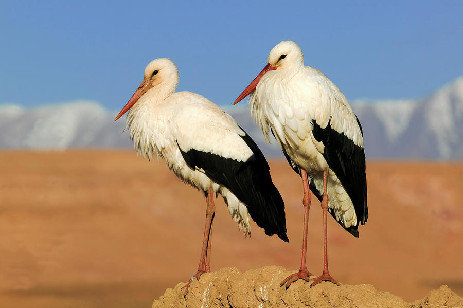 White Stork Pair  Ciconia Ciconia Photograph by Nhpa