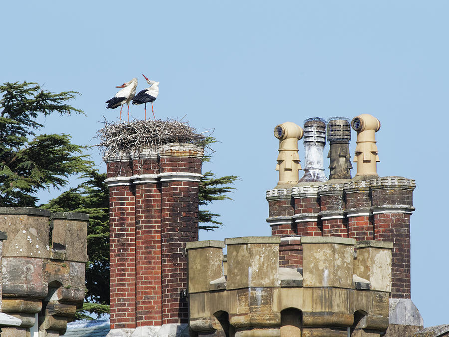 Wildlife Photograph - White Stork Pair Displaying On Their Nest, Sussex, Uk by Nick Upton / Naturepl.com