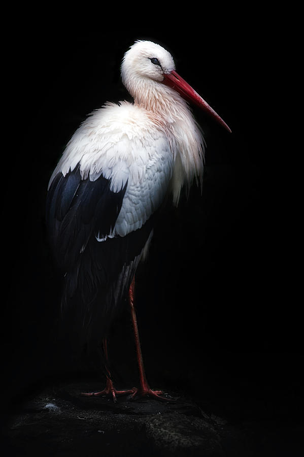White Stork Portrait Photograph by Santiago Pascual Buye