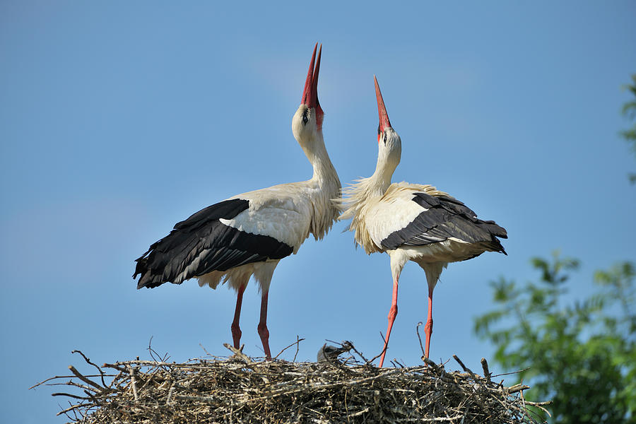 White Stork Photograph by Raimund Linke
