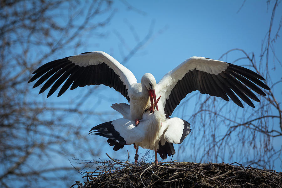 Stork Photograph - White Storks In Spring by Toby Luxberg Stork Photograph - White Storks In Spring by Toby Luxberg