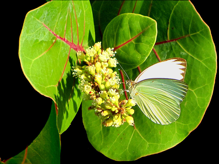 White Sulphur Butterfly On a Sea Grape Leaf  Photograph by Christopher Mercer