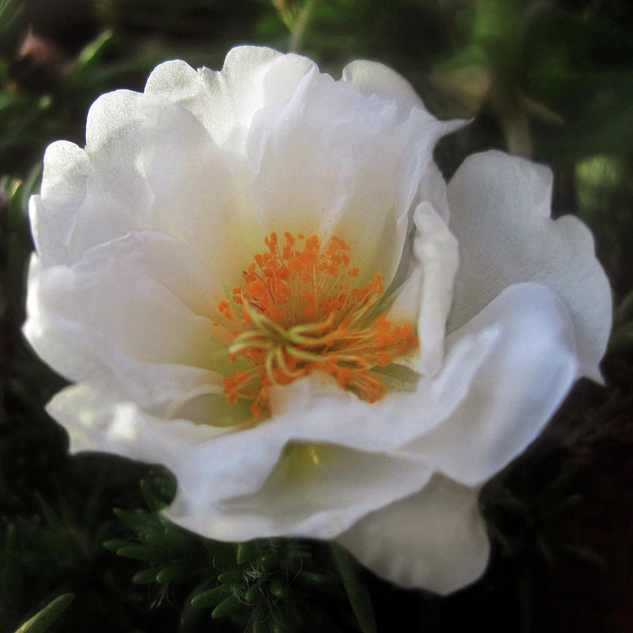 White Summer Flower 1 Photograph by Jaeda DeWalt
