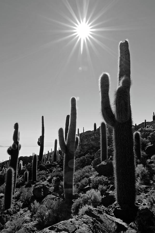 White Sun And Dark Cactus Photograph by Bbuong