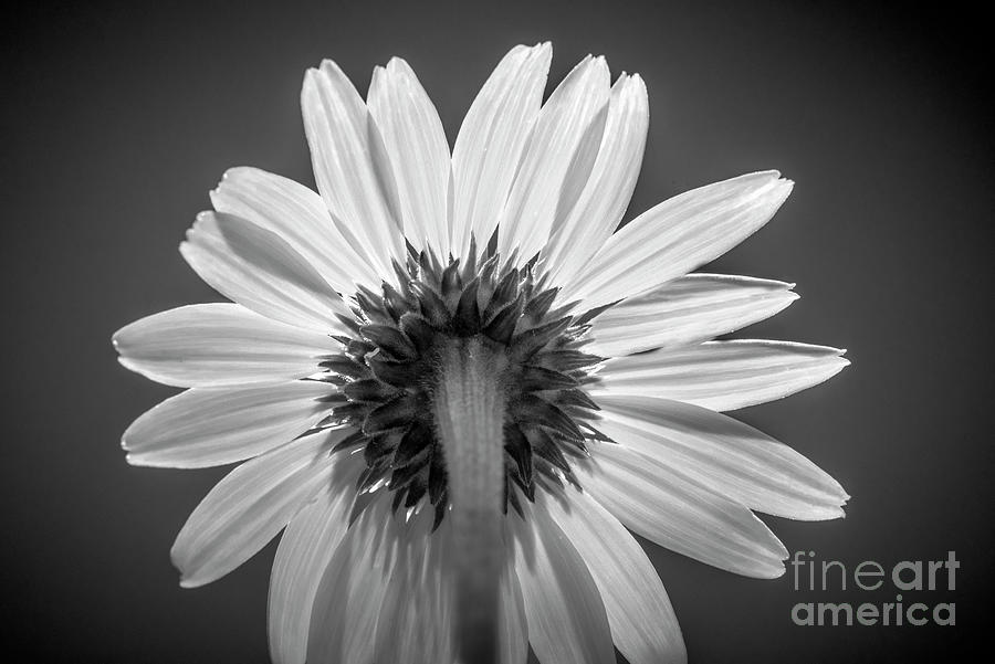 Echinacea-white Swan Backview Bw Photograph by Judy Wolinsky