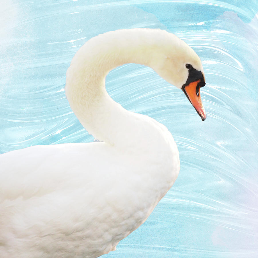 Swan Photograph - White Swan by Gail Peck