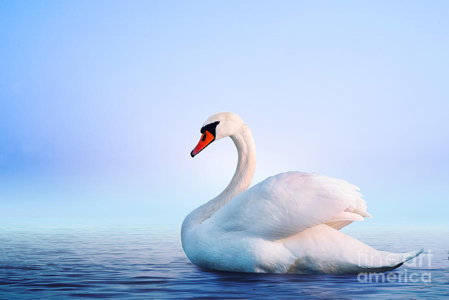 Wildlife Photograph - White Swan In The Foggy Lake by Dima Zel Wildlife Photograph - White Swan In The Foggy Lake by Dima Zel