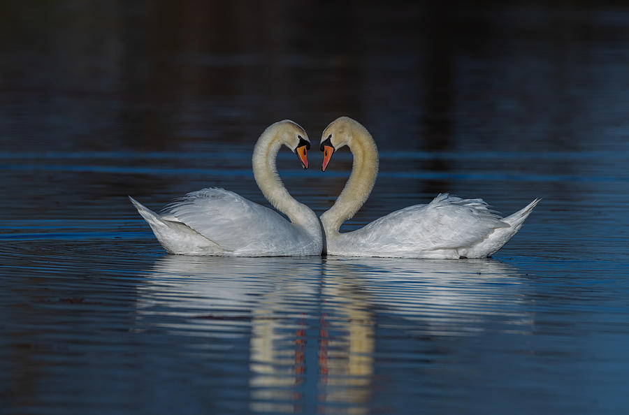 Wildlife Photograph - White Swan by Johnson Huang