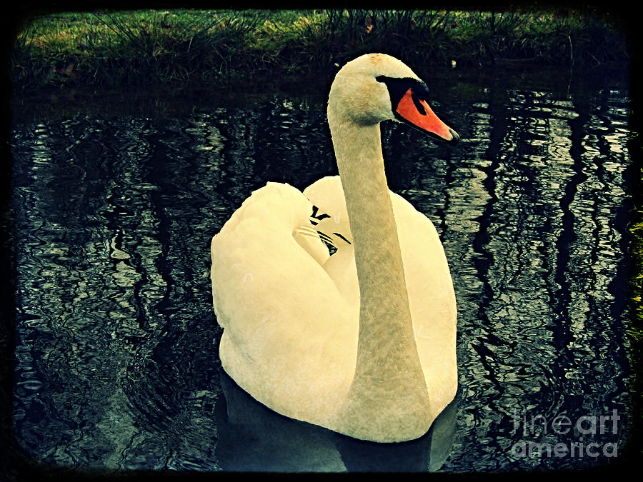 White Swan by Jurgen Huibers White Swan by Jurgen Huibers